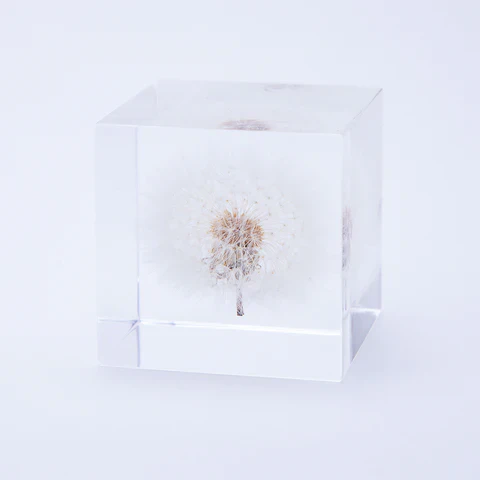 Dandelion Sola Cube (1.6")