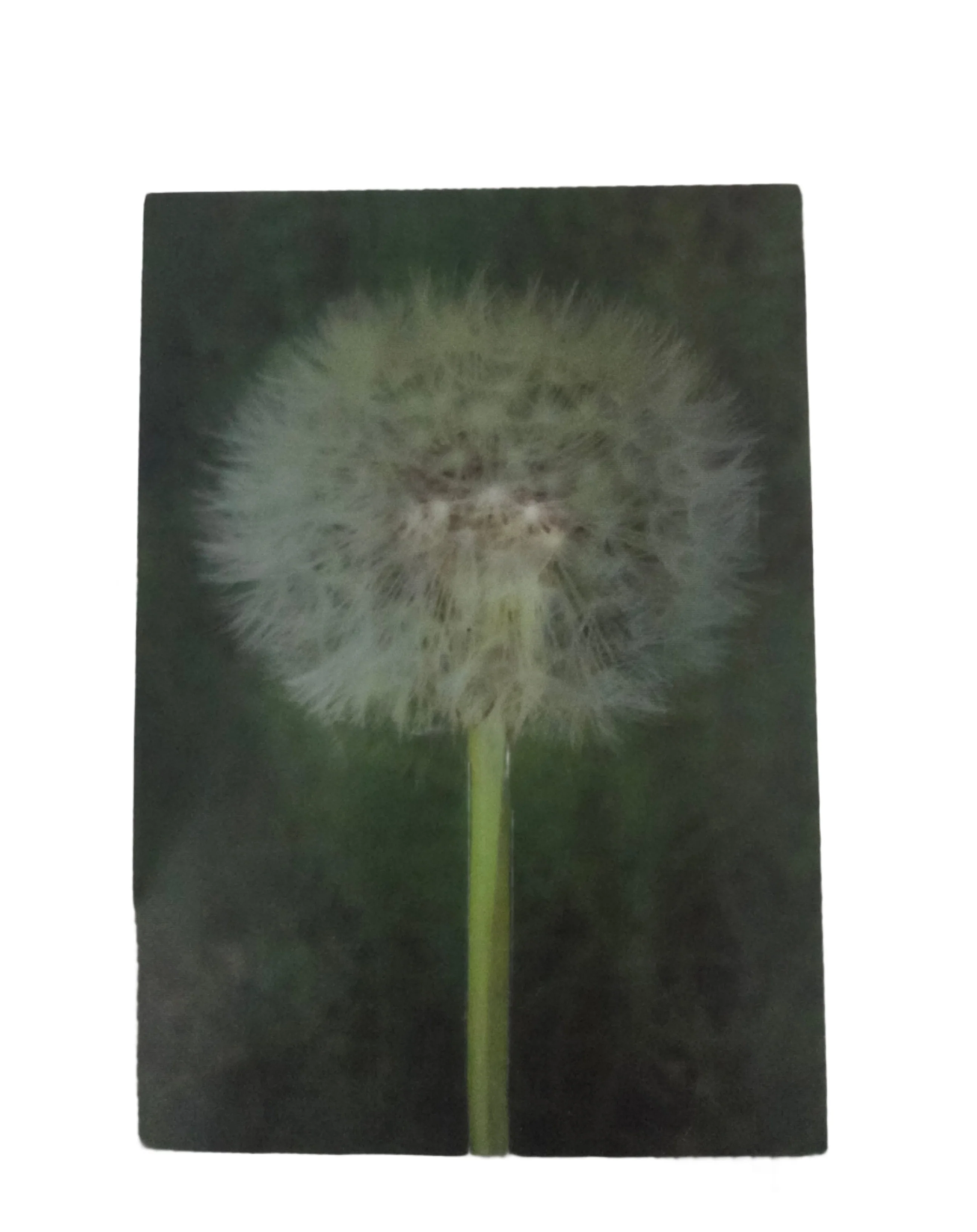 Dandelion Lenticular Postcard