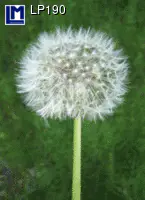 Dandelion Lenticular Postcard - Image 2