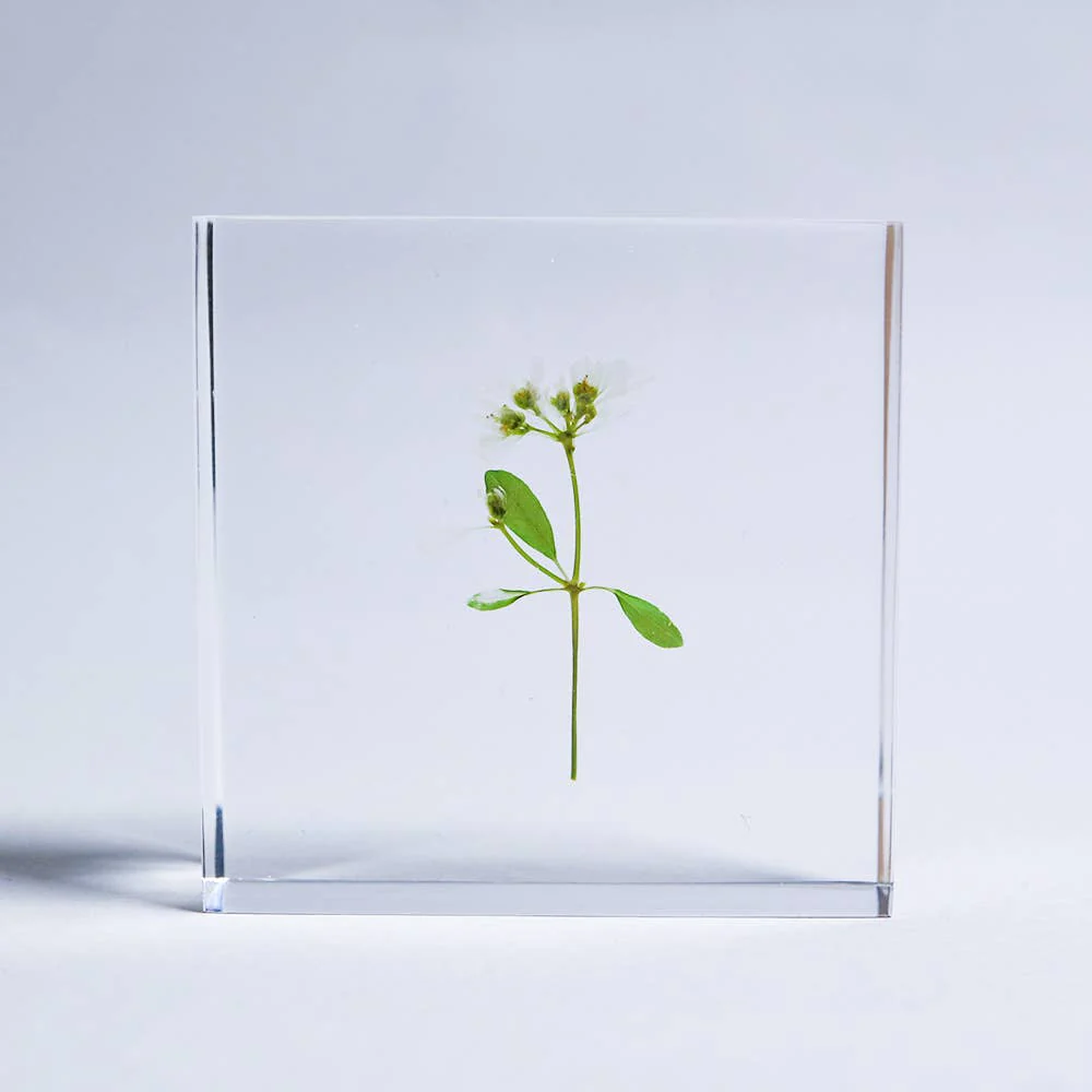 Euphorbia Sola Cube