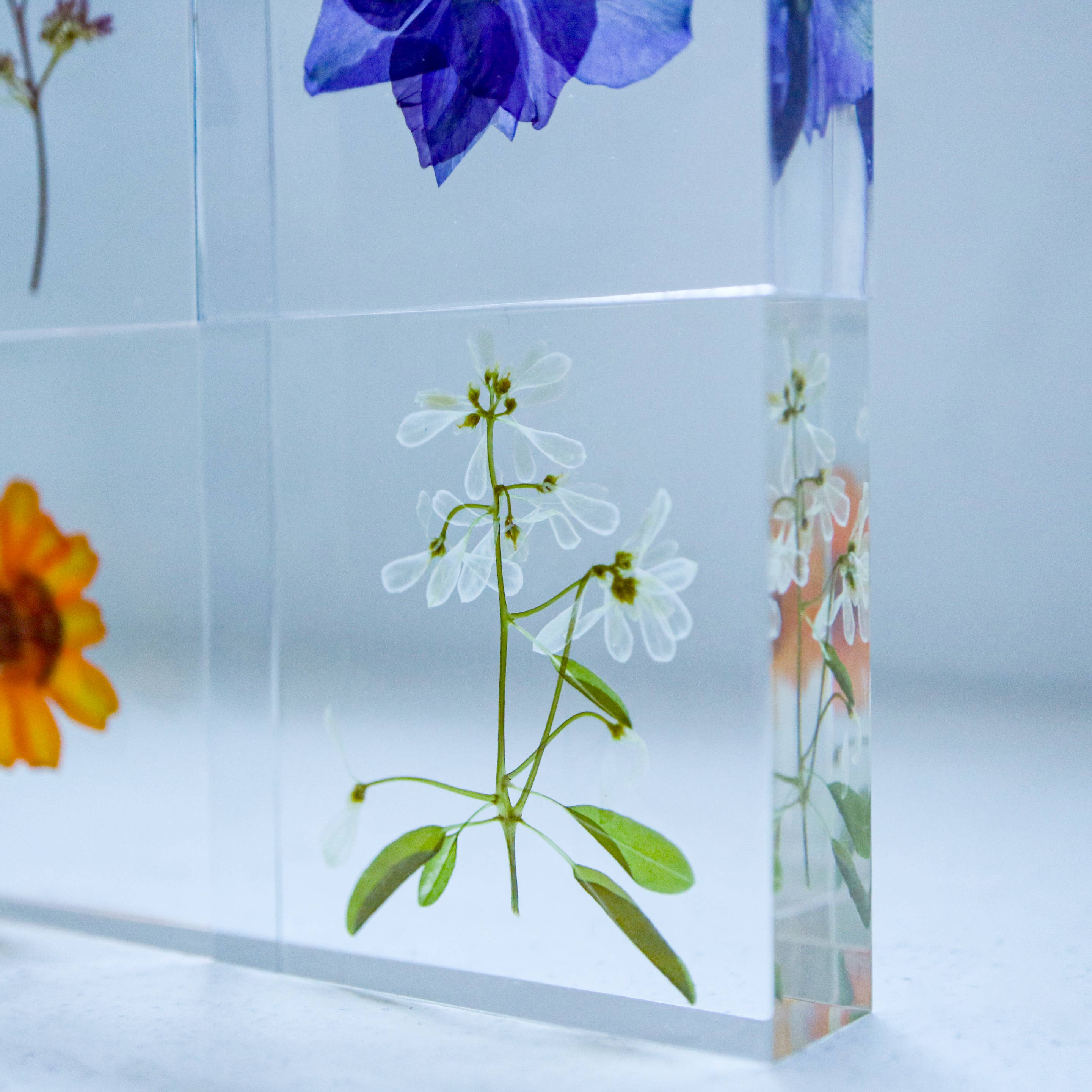 Euphorbia Sola Cube - Image 2