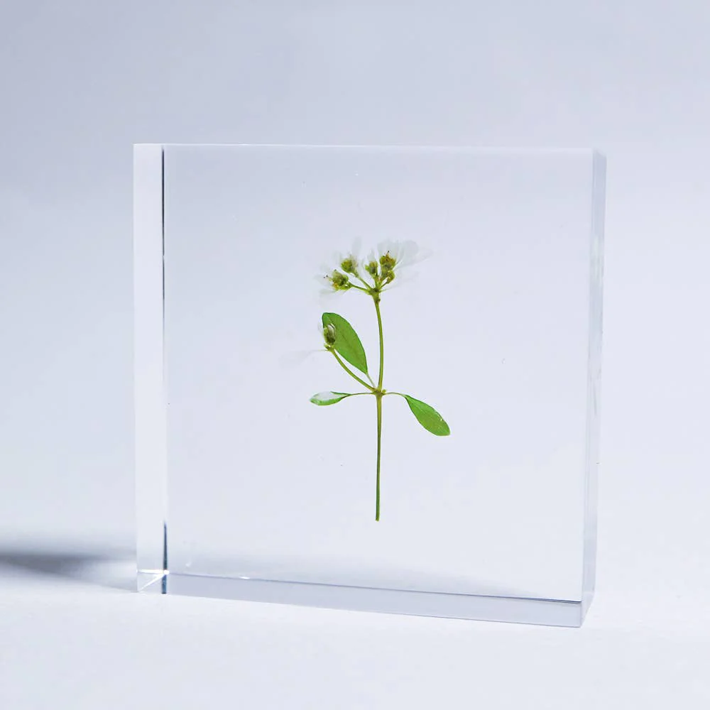 Euphorbia Sola Cube - Image 3