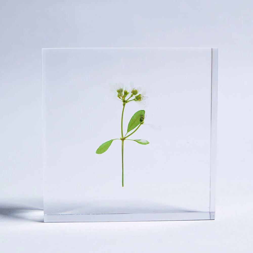 Euphorbia Sola Cube - Image 4