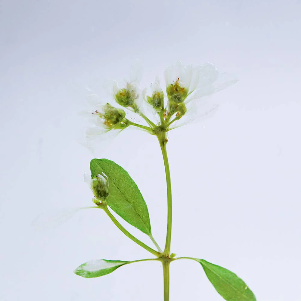 Euphorbia Sola Cube - Image 5