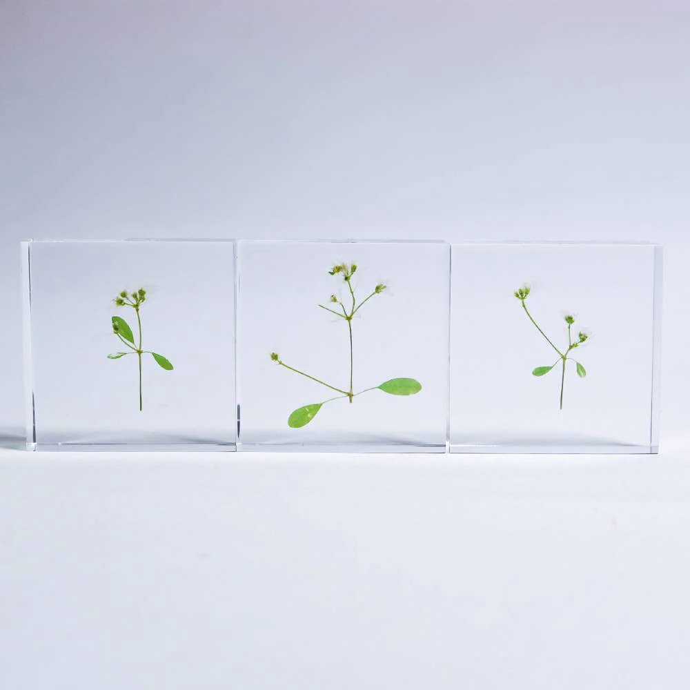 Euphorbia Sola Cube - Image 6