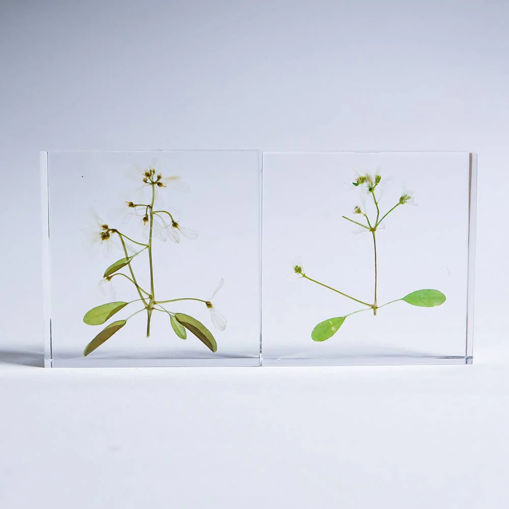 Euphorbia Sola Cube - Image 7