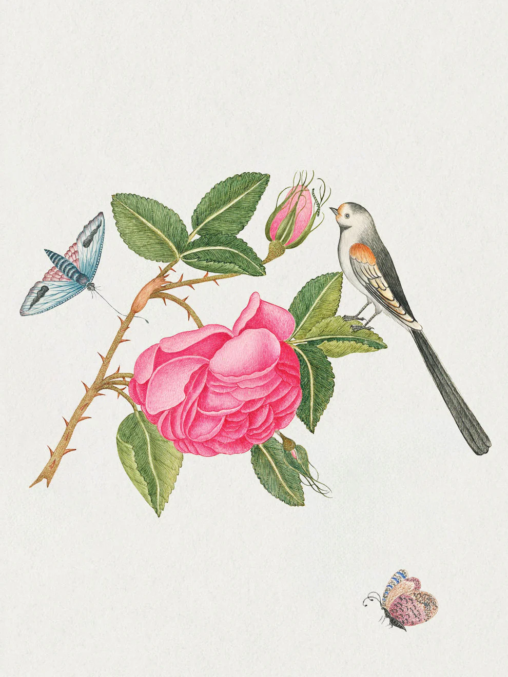Flowers, Birds, & Butterflies  Celebrations Boxed Notecards - Image 3