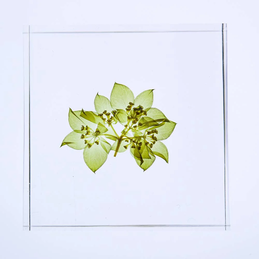 Hare's Ear Sola Cube