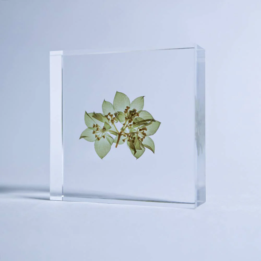 Hare's Ear Sola Cube - Image 2