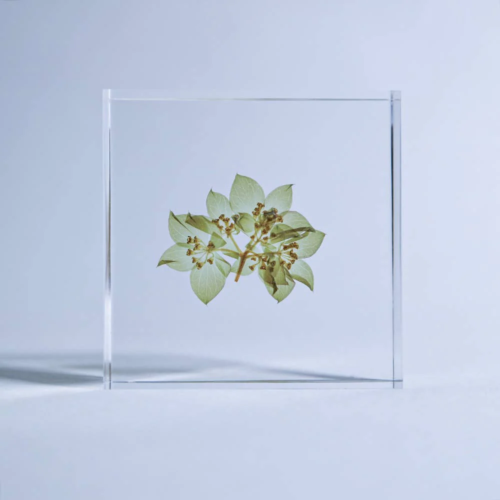 Hare's Ear Sola Cube - Image 3