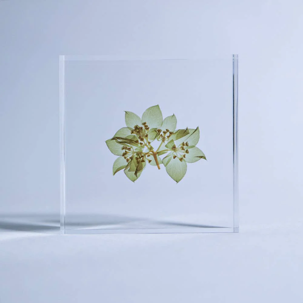 Hare's Ear Sola Cube - Image 4
