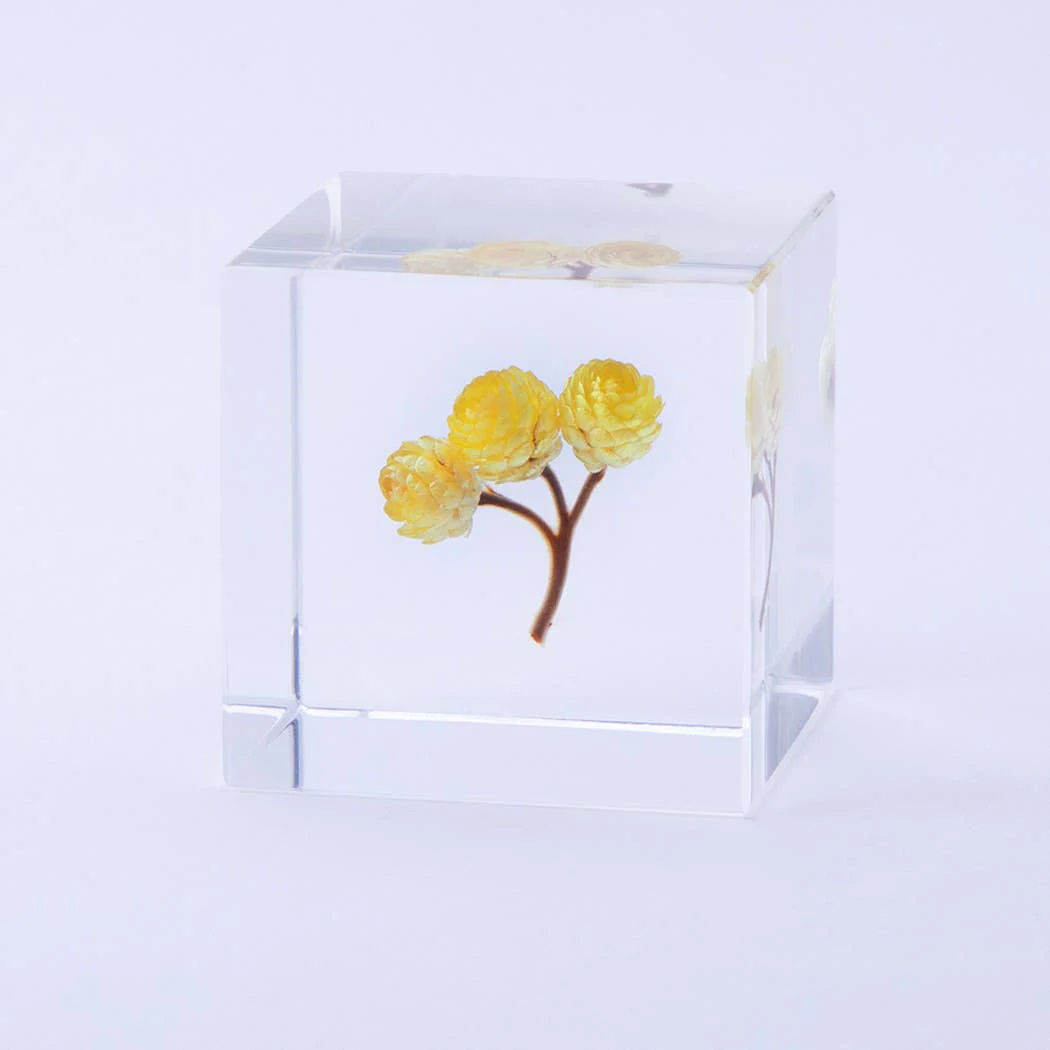 Immortelle Sola Cube