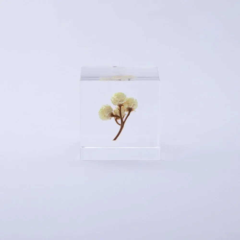 Immortelle Sola Cube - Image 12