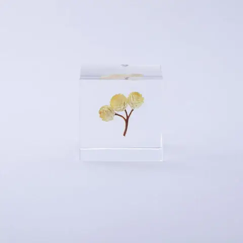 Immortelle Sola Cube - Image 13