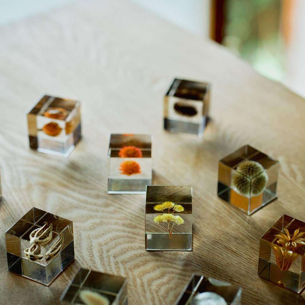 Immortelle Sola Cube - Image 5