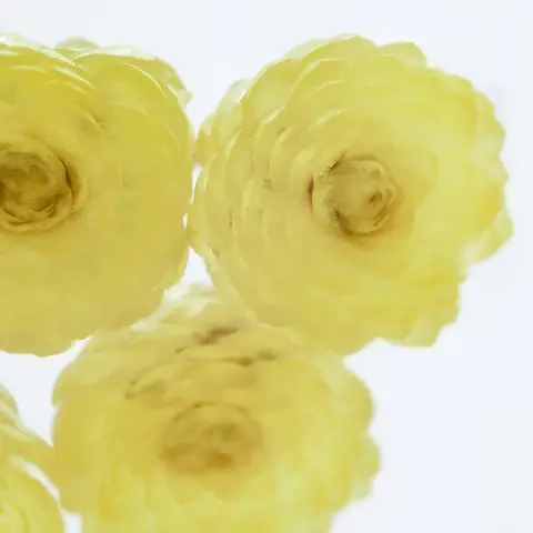 Immortelle Sola Cube - Image 9