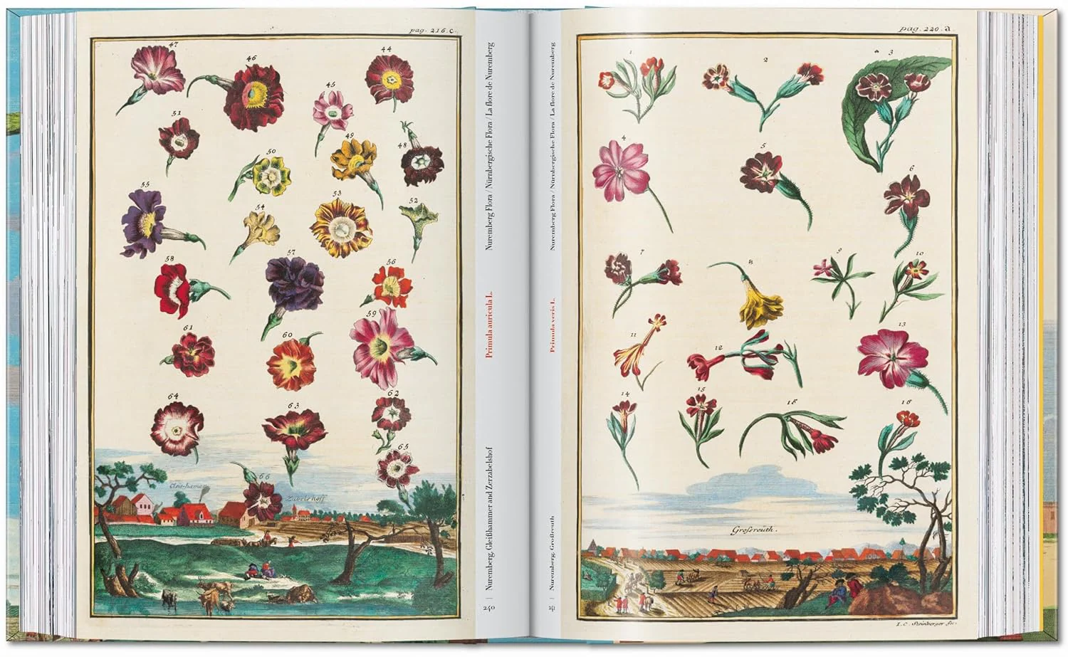 J. C. Volkamer. The Book of Citrus fruits. 45th Edition - Image 4