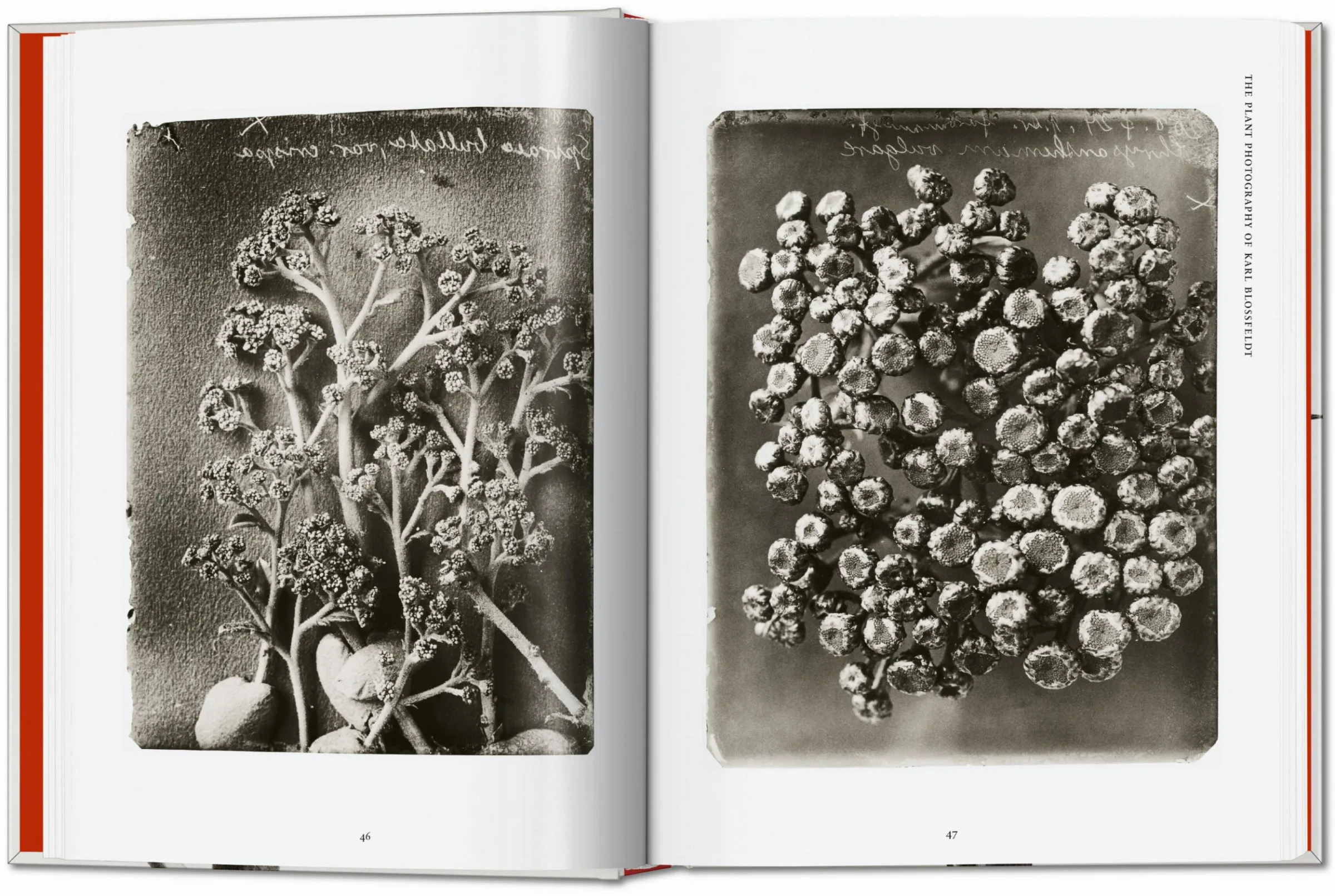 Karl Blossfeldt The Complete Published Work 40th Ed. - Image 3