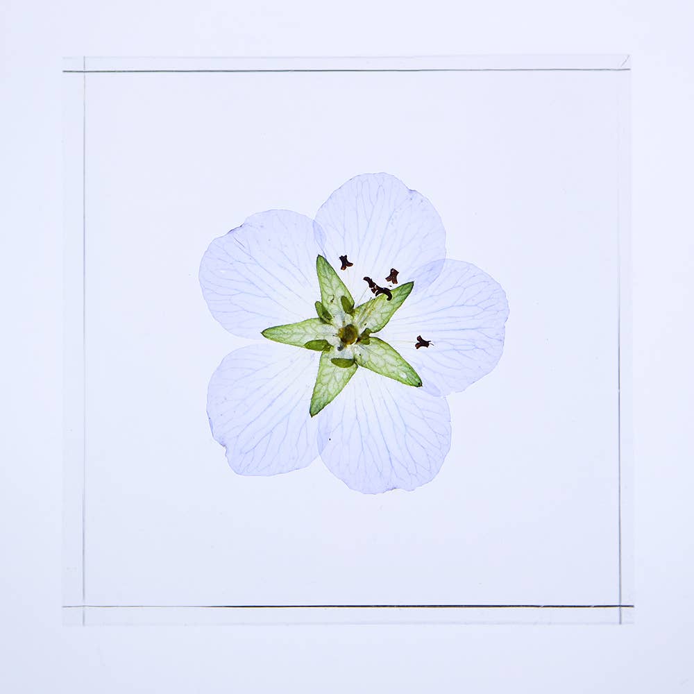 Nemophila Sola Cube
