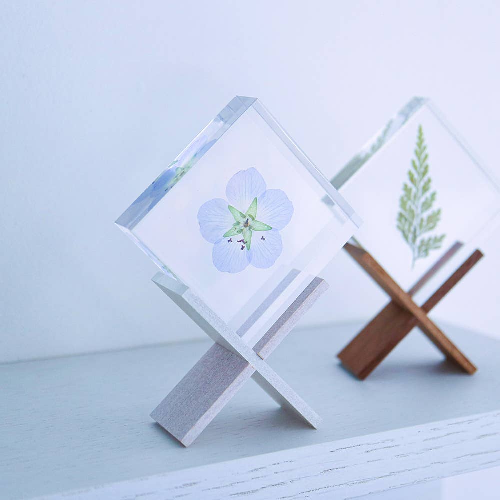 Nemophila Sola Cube - Image 2