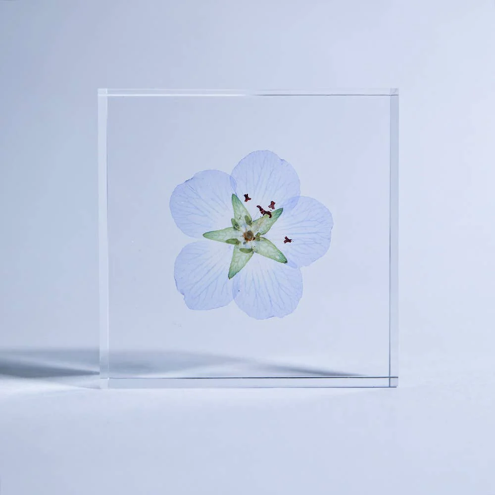 Nemophila Sola Cube - Image 3