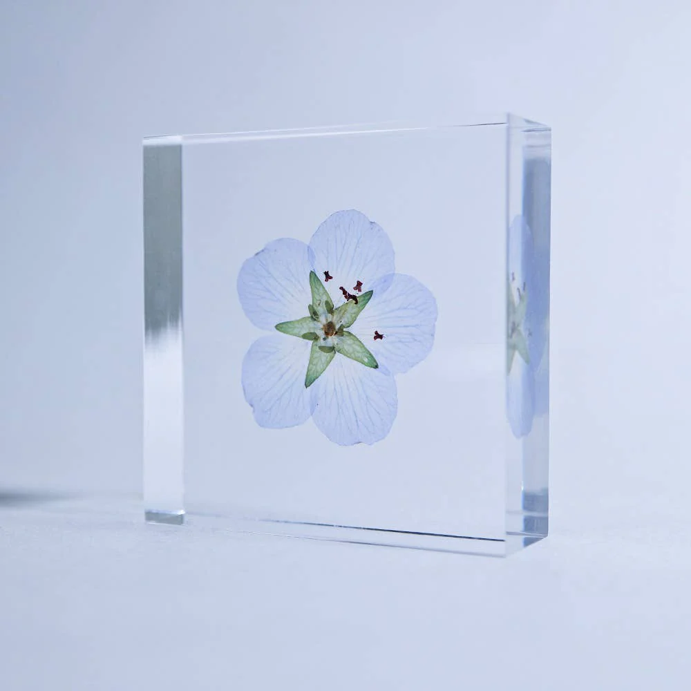 Nemophila Sola Cube - Image 4