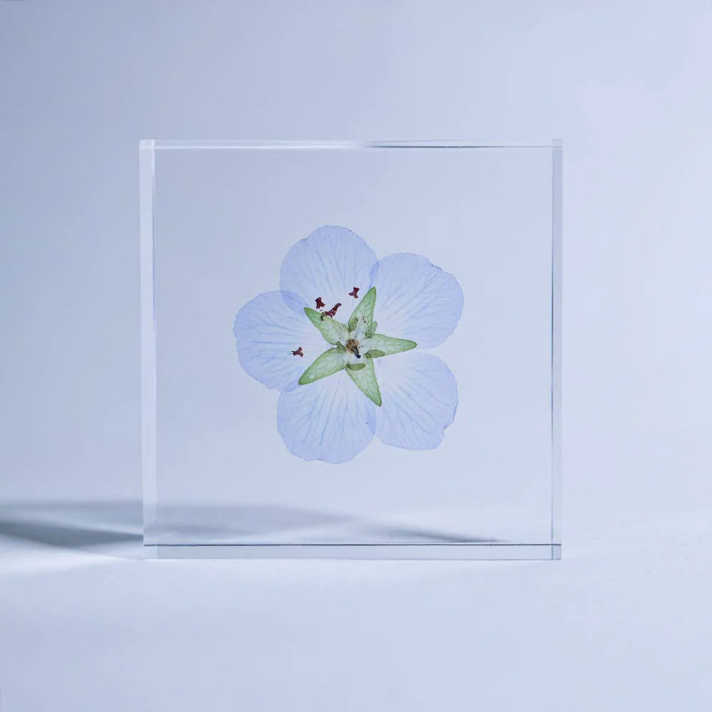Nemophila Sola Cube - Image 5