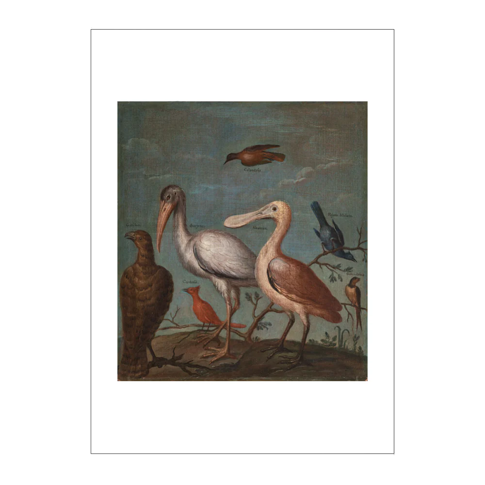 Buenaventura Jose Guiol, Sample of American Birds Postcard