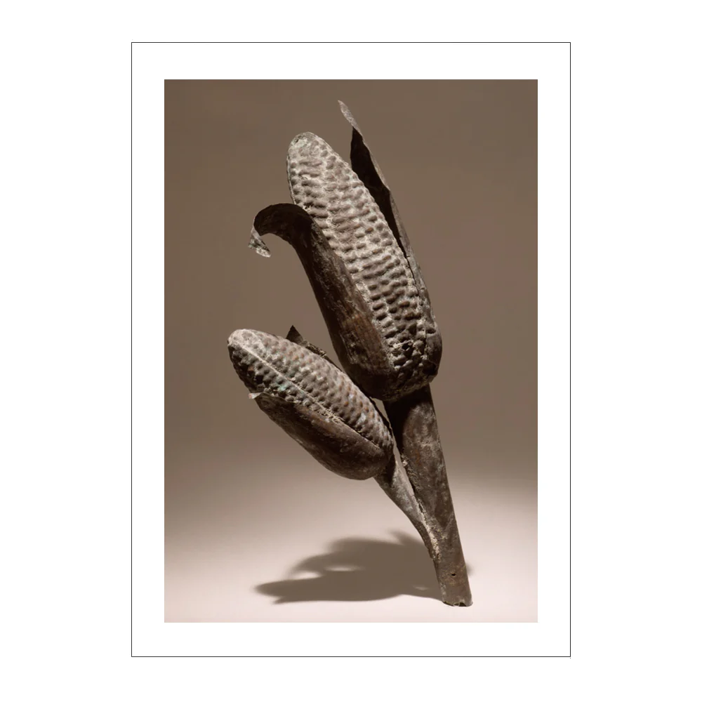 Silver Corn Cob Postcard
