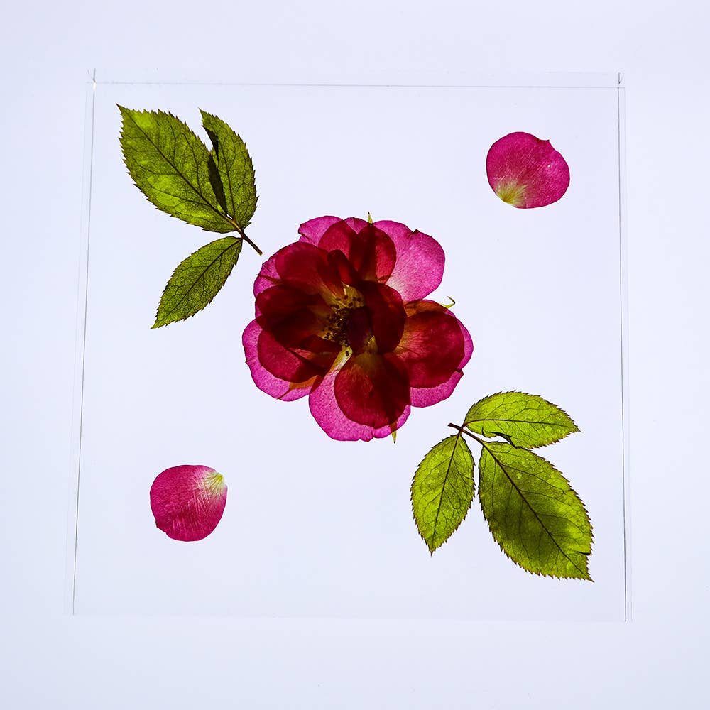 Rose / Large Sola Cube