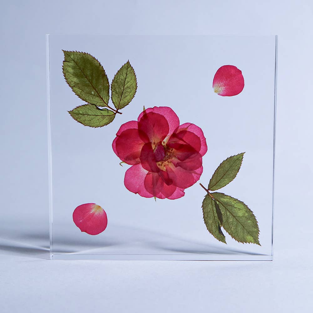 Rose / Large Sola Cube - Image 5