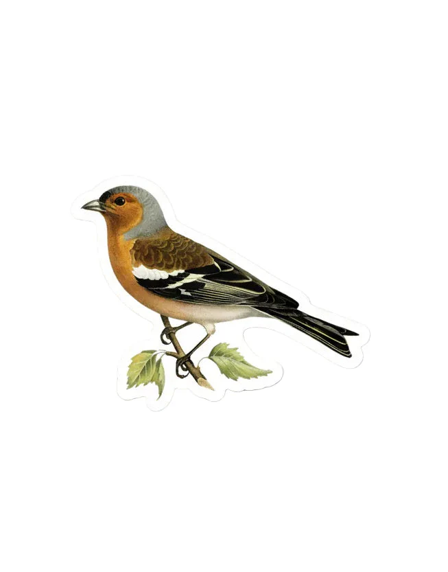 Stoic Finch - Gap Filler Sticker