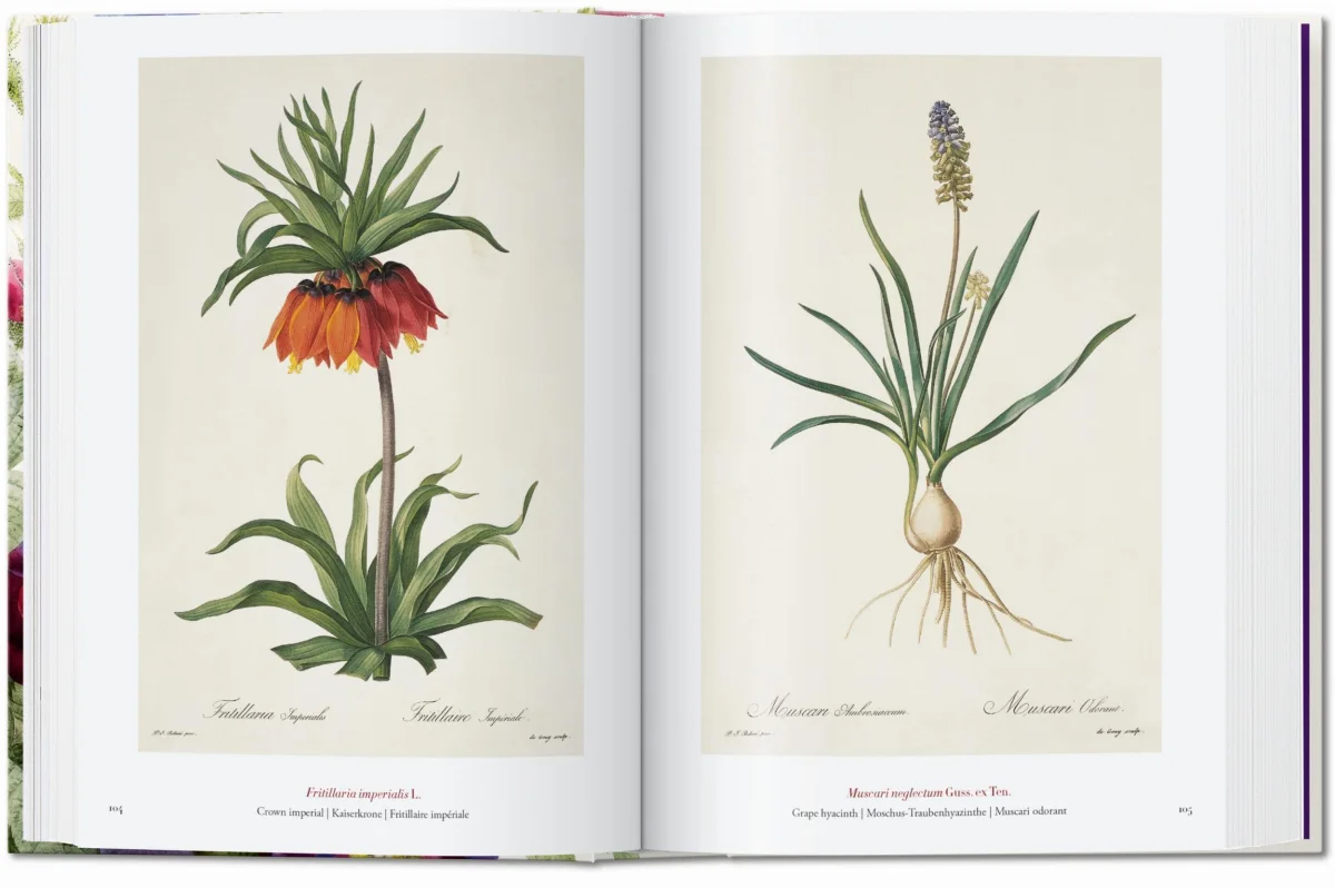 The Book of Flowers Pierre-Joseph Redoute - Image 3