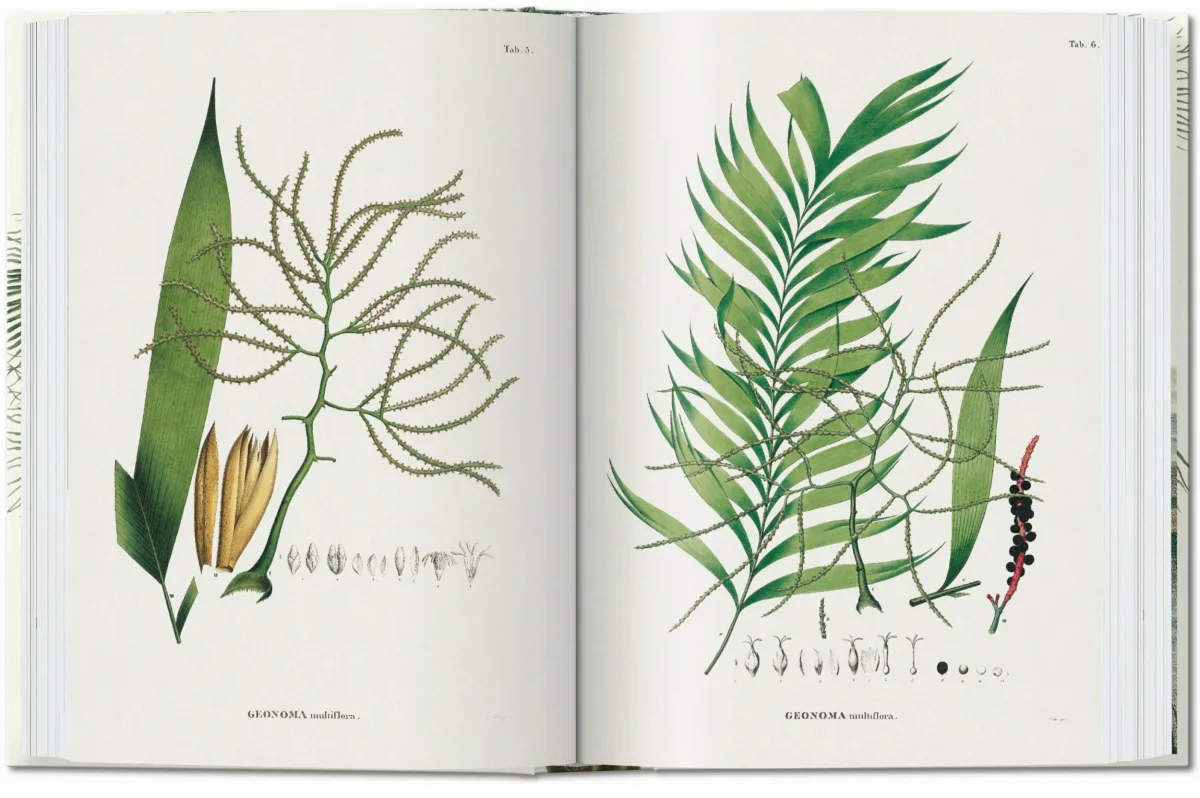 The Book of Palms. 40th Ed - Image 3